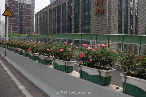 屬于月季的***美賞花季來了！上海正打造百條花道(圖5)