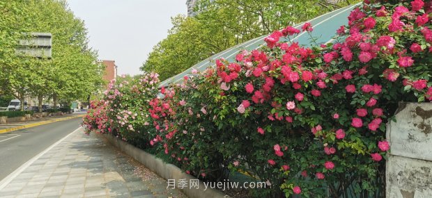 屬于月季的***美賞花季來了！上海正打造百條花道(圖6)