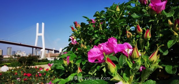 屬于月季的***美賞花季來了！上海正打造百條花道(圖2)