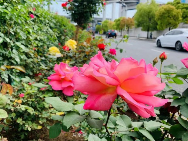 屬于月季的***美賞花季來了！上海正打造百條花道(圖1)