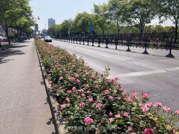 屬于月季的***美賞花季來了！上海正打造百條花道(圖3)