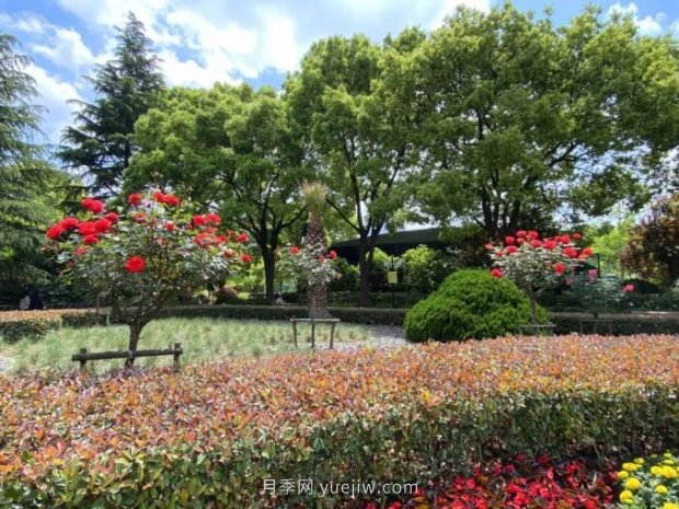 上海哪里月季花***美？到這些公園來看月季吧！(圖11)