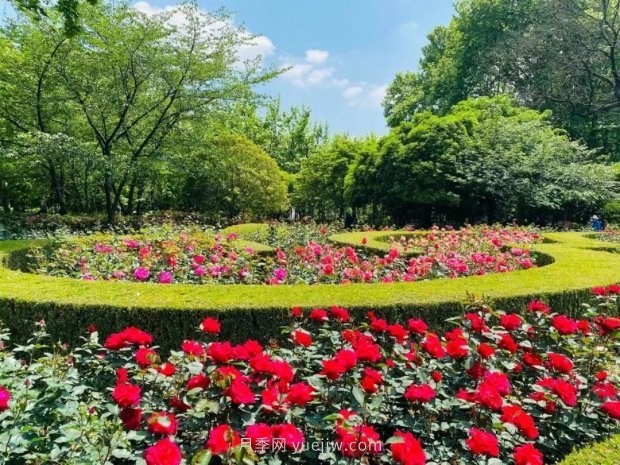 上海哪里月季花***美？到這些公園來看月季吧！(圖12)