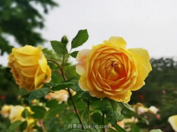 上海哪里月季花***美？到這些公園來看月季吧！(圖2)