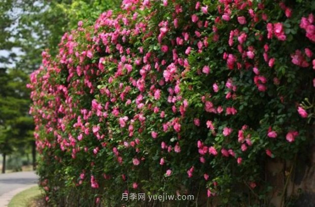 上海哪里月季花***美？到這些公園來看月季吧！(圖5)