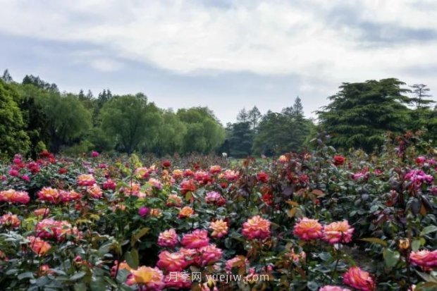 上海哪里月季花***美？到這些公園來看月季吧！(圖6)