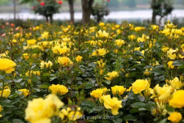 上海哪里月季花***美？到這些公園來看月季吧！(圖9)
