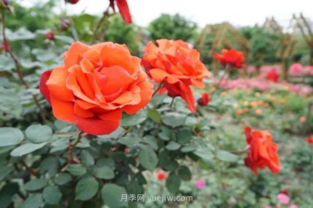 上海哪里月季花***美？到這些公園來看月季吧！(圖1)
