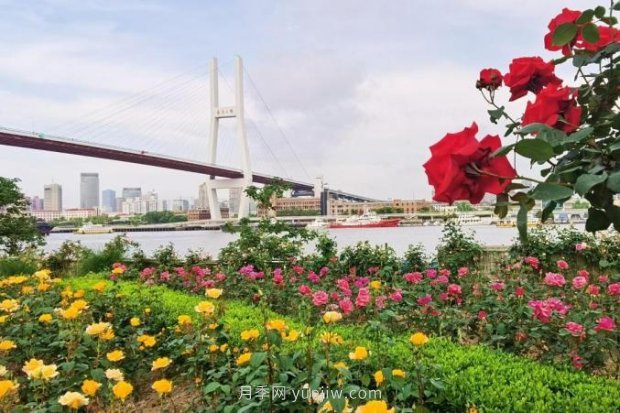 上海哪里月季花***美？到這些公園來看月季吧！(圖15)