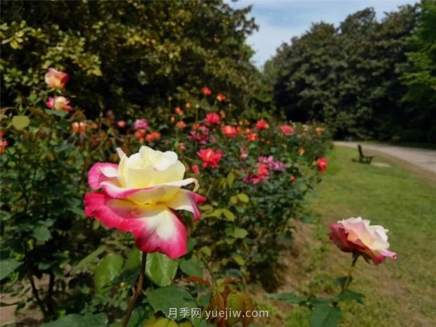 上海哪里月季花***美？到這些公園來看月季吧！(圖7)