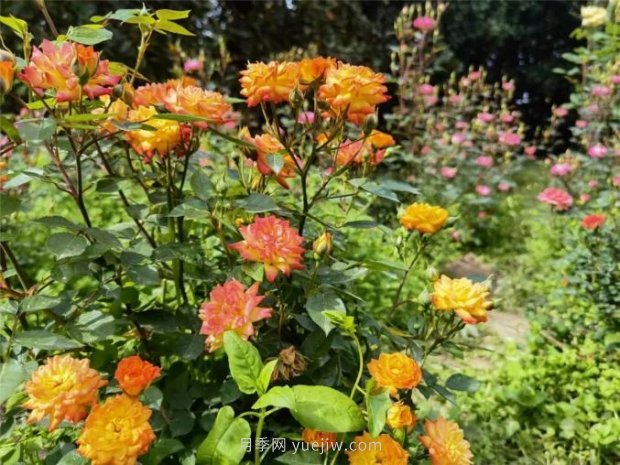 上海哪里月季花***美？到這些公園來看月季吧！(圖8)