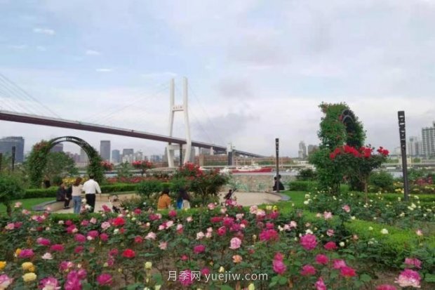 上海哪里月季花***美？到這些公園來看月季吧！(圖14)