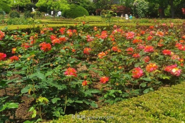 上海哪里月季花***美？到這些公園來看月季吧！(圖13)