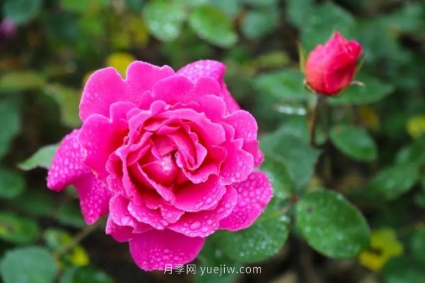 上海哪里月季花***美？到這些公園來看月季吧！(圖10)