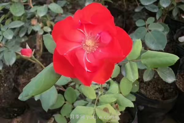 武漢花路看5600米月季花景觀帶，各類月季品種美不勝收(圖4)