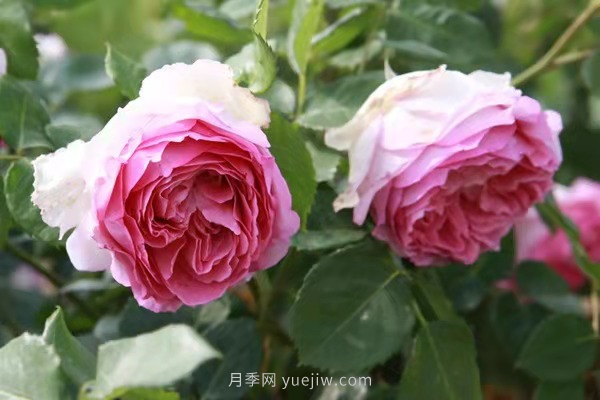 武漢花路看5600米月季花景觀帶，各類月季品種美不勝收(圖9)