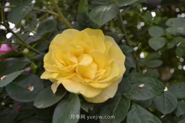 武漢花路看5600米月季花景觀帶，各類月季品種美不勝收(圖5)