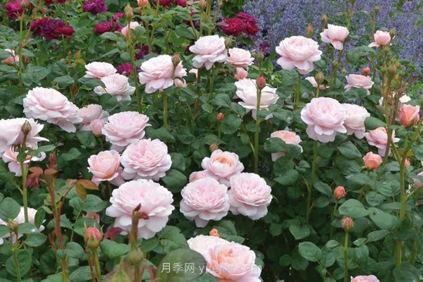 武漢花路看5600米月季花景觀帶，各類月季品種美不勝收(圖8)