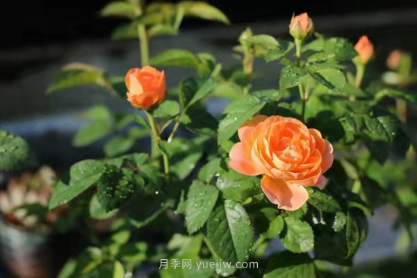 武漢花路看5600米月季花景觀帶，各類月季品種美不勝收(圖10)