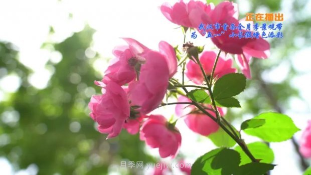 武漢花路看5600米月季花景觀帶，各類月季品種美不勝收(圖2)