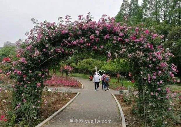 武漢花路看5600米月季花景觀帶，各類月季品種美不勝收(圖3)