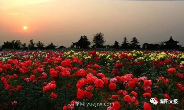 南陽(yáng)自然條件卓越，產(chǎn)業(yè)發(fā)展迅速，獨(dú)享“世界月季名城”稱(chēng)號(hào)(圖1)