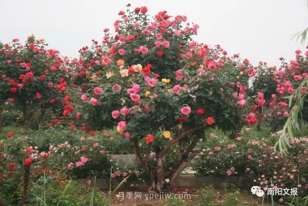 南陽(yáng)自然條件卓越，產(chǎn)業(yè)發(fā)展迅速，獨(dú)享“世界月季名城”稱(chēng)號(hào)(圖2)