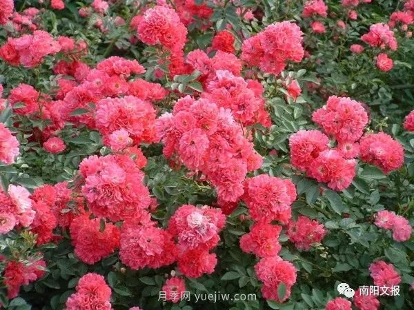 南陽(yáng)自然條件卓越，產(chǎn)業(yè)發(fā)展迅速，獨(dú)享“世界月季名城”稱(chēng)號(hào)(圖3)
