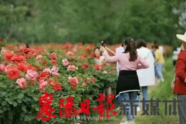 襄陽保康：簡家坪村月季花海引來眾多游客打卡(圖1)