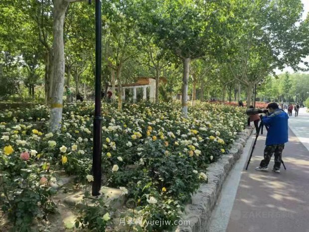 石家莊東環(huán)公園的月季正值盛花期，快來打卡(圖2)