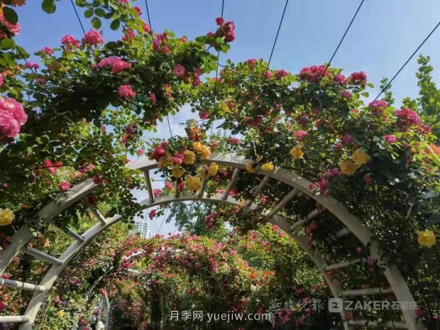 石家莊東環(huán)公園的月季正值盛花期，快來打卡(圖3)