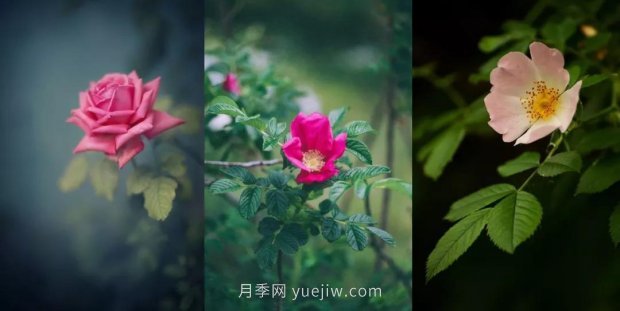 關(guān)于玫瑰花的這些冷知識你知道幾條？(圖1)