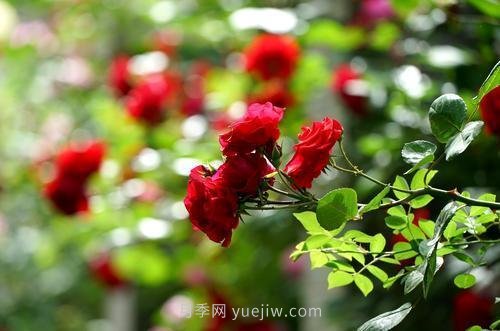南陽月季火出圈！鄭州市花月季舉手有話說(圖5)