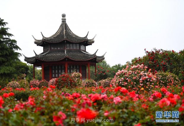 月季花開 飄香南陽(圖4)