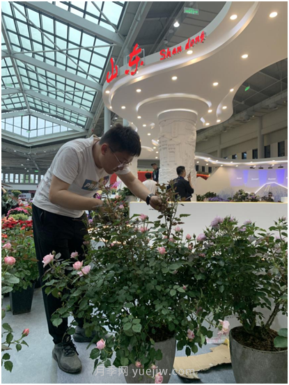 萊州月季花開上海花博會(huì) 百花斗妍崇明島(圖2)