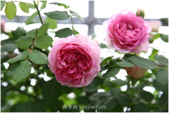 萊州月季花開上海花博會(huì) 百花斗妍崇明島(圖1)