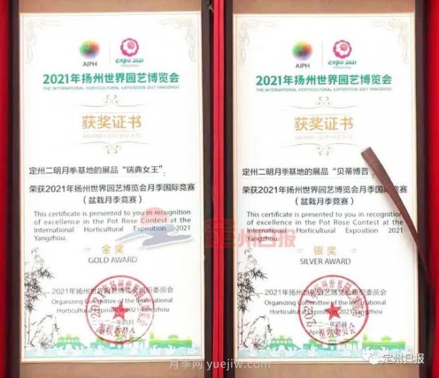 定州月季，2021年揚州世界園藝博覽會斬獲大獎！(圖1)