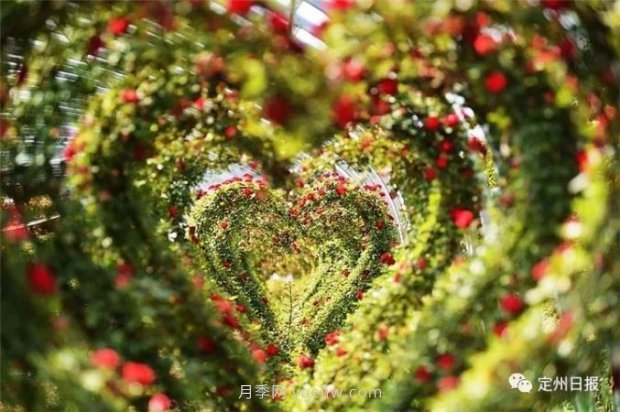定州月季，2021年揚州世界園藝博覽會斬獲大獎！(圖3)