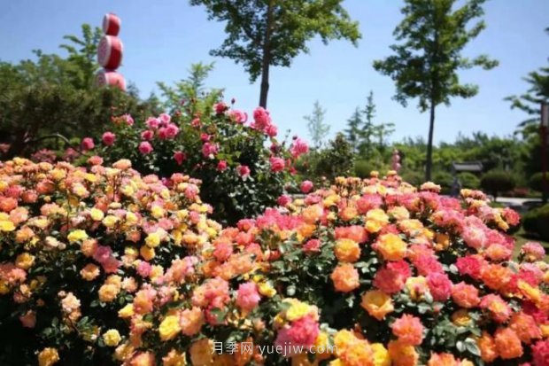 山東煙臺月季花節(jié)如期而至，美得劃不動屏(圖9)