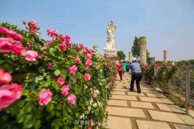 山東煙臺月季花節(jié)如期而至，美得劃不動屏(圖6)