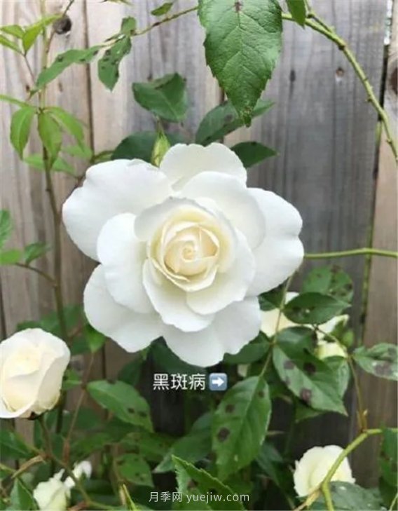 夏天來了，你的月季也黃葉了嗎？(圖3)