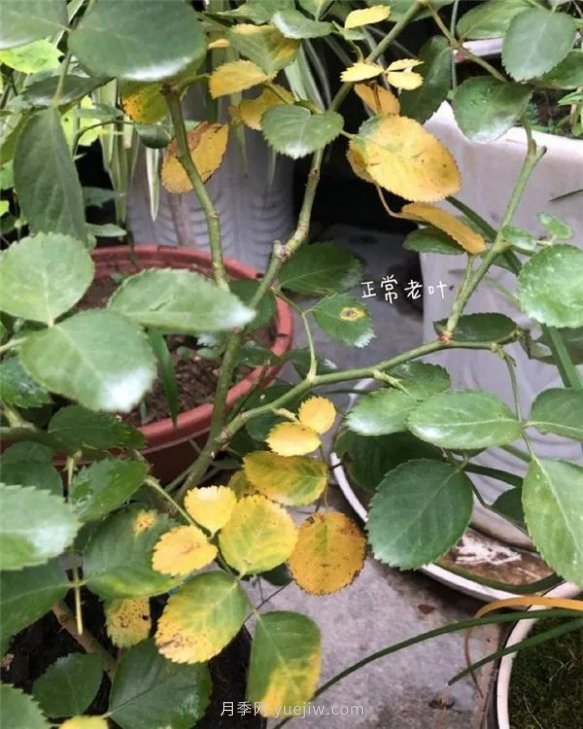 夏天來了，你的月季也黃葉了嗎？(圖1)