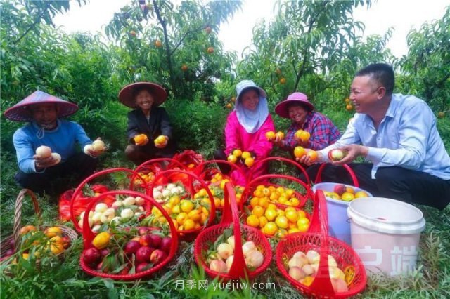 信陽(yáng)光山：種植萬(wàn)畝鮮桃富農(nóng)家(圖2)