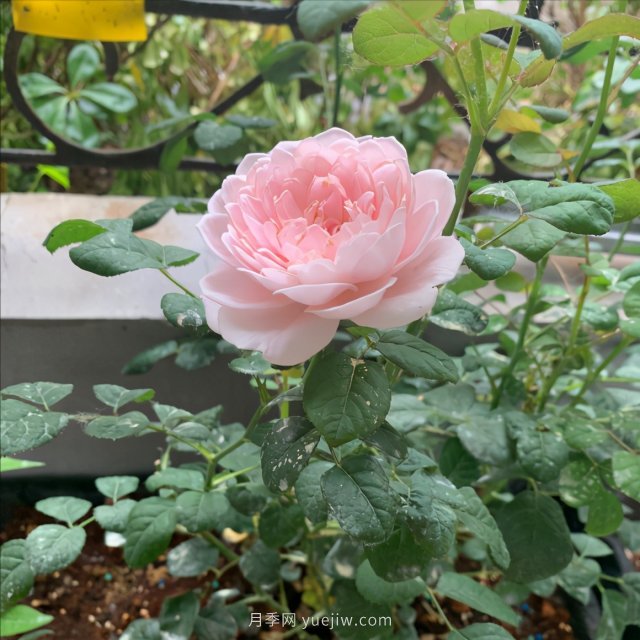 月季總是不開花，幾個(gè)養(yǎng)護(hù)要素做到位，開花不斷(圖2)