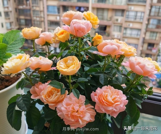 貴州大媽喜歡養(yǎng)月季，院子里養(yǎng)了4種月季，都是精品(圖4)