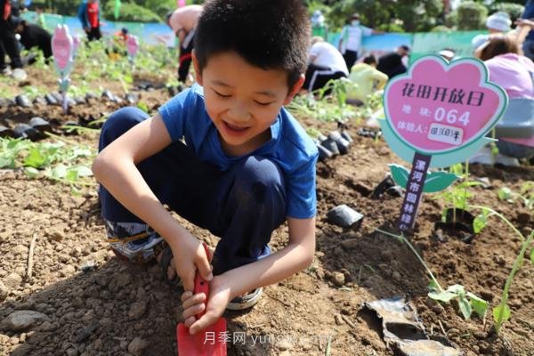 漯河城管園林科研所，邀請400余位市民花田體驗栽花(圖2)