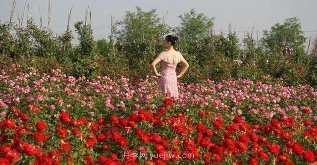 洛陽紫桂園月季農(nóng)場，置身月季花海，感受花開浪漫(圖1)