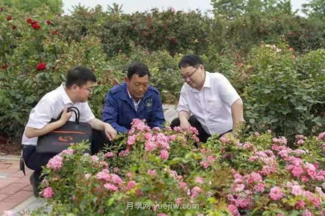 南陽月季，“一花一草”總關情金融活水潤民生(圖2)