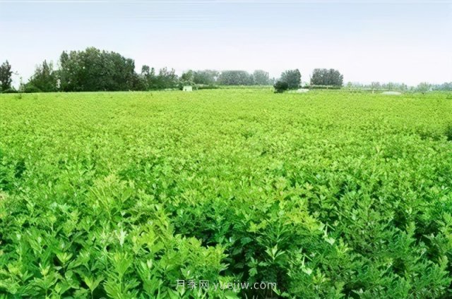 央視《焦點(diǎn)訪談》聚焦社旗縣艾草產(chǎn)業(yè)(圖1)