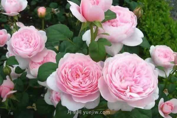 瑞典女王月季一年開(kāi)幾次花？有哪些優(yōu)缺點(diǎn)？(圖1)